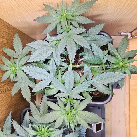 Mandarin punch #2 growlog timeline photo