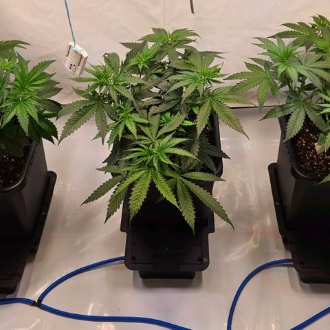 Purple Bud growlog timeline photo