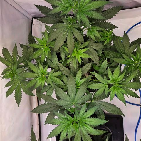 Mandarin punch #2 growlog timeline photo