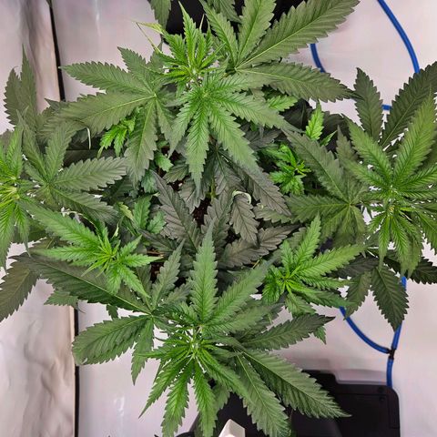 Purple Bud growlog timeline photo