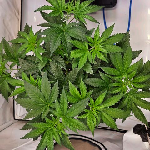 Mandarin punch #1 growlog timeline photo