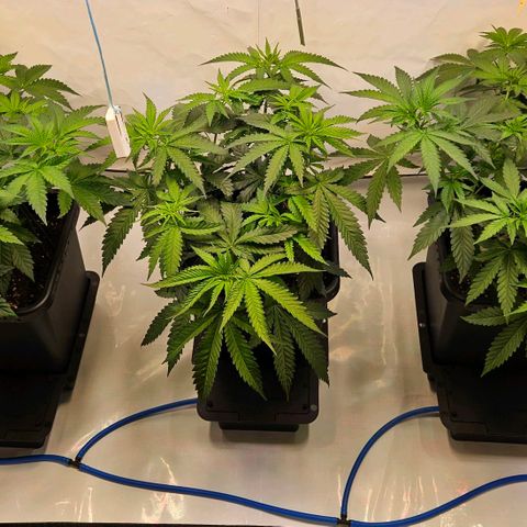 Purple Bud growlog timeline photo