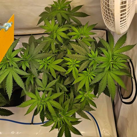 Mandarin punch #2 growlog timeline photo