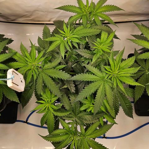 Purple Bud growlog timeline photo