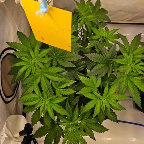Mandarin punch #1 growlog timeline photo