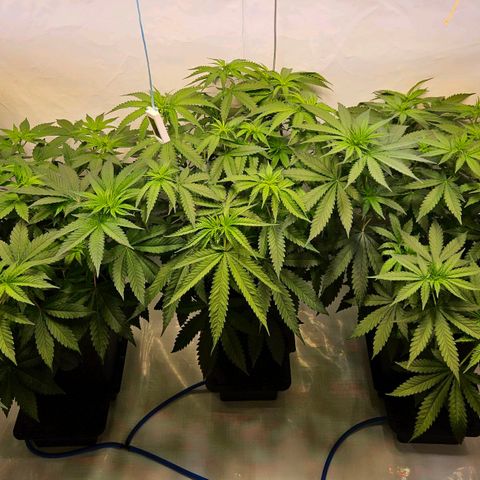 Mandarin punch #1 growlog timeline photo