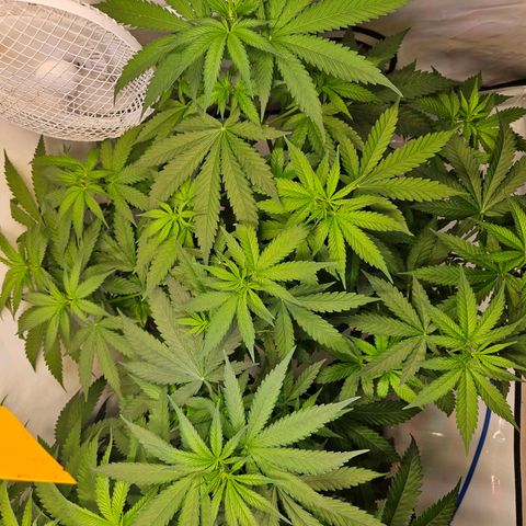 Mandarin punch #2 growlog timeline photo