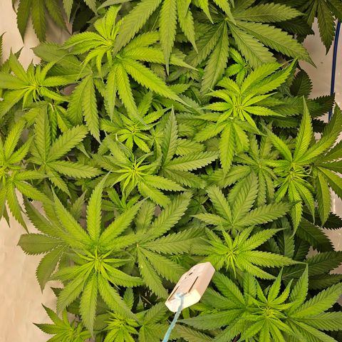 Purple Bud growlog timeline photo
