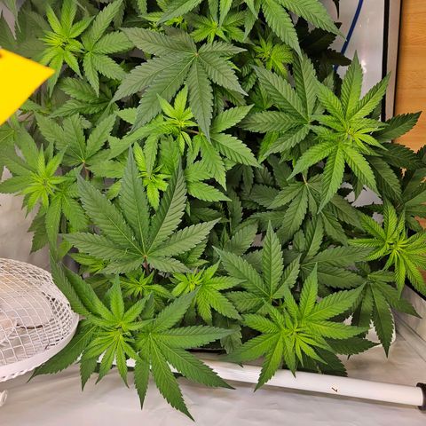 Mandarin punch #1 growlog timeline photo
