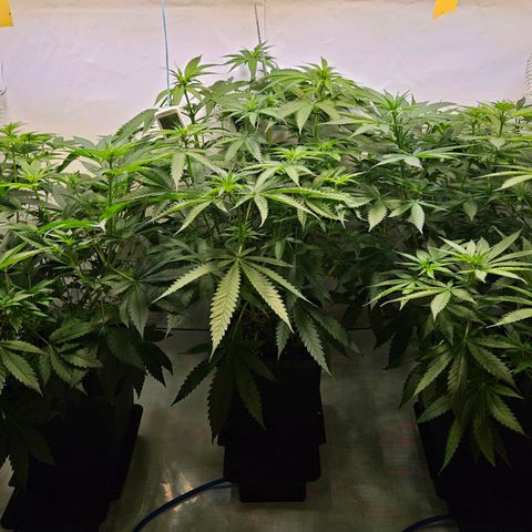 Mandarin punch #2 growlog timeline photo