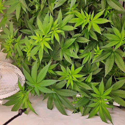 Mandarin punch #1 growlog timeline photo