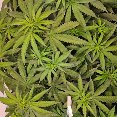 Purple Bud growlog timeline photo