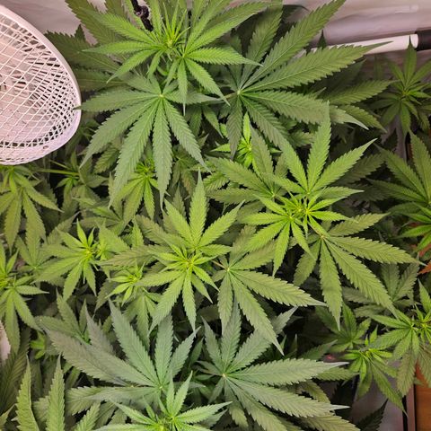 Mandarin punch #2 growlog timeline photo