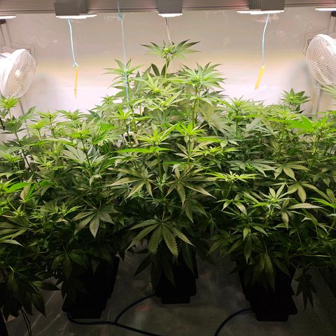 Mandarin punch #1 growlog timeline photo