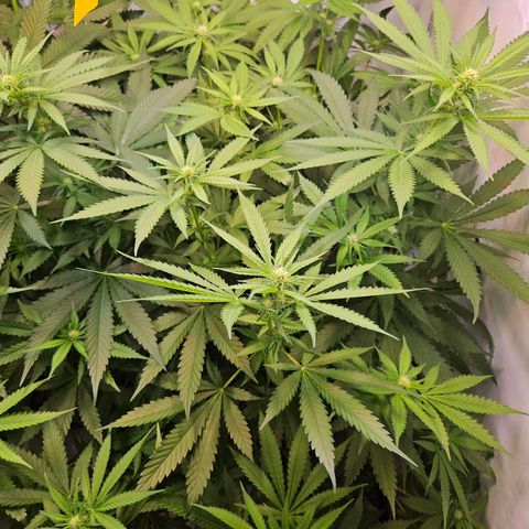 Mandarin punch #2 growlog timeline photo