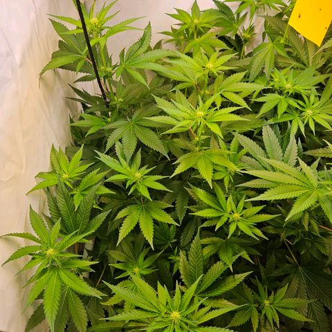 Mandarin punch #1 growlog timeline photo