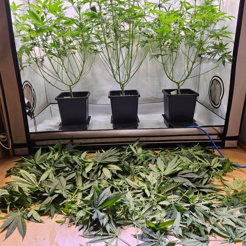 Mandarin punch #1 growlog timeline photo