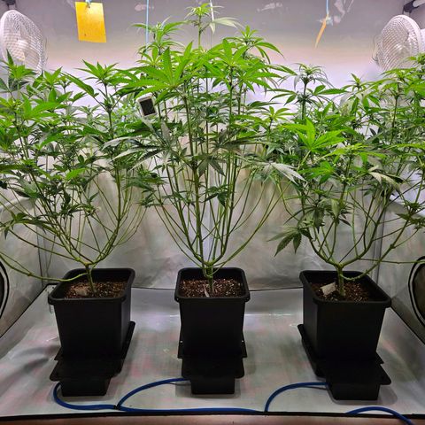 Mandarin punch #1 growlog timeline photo