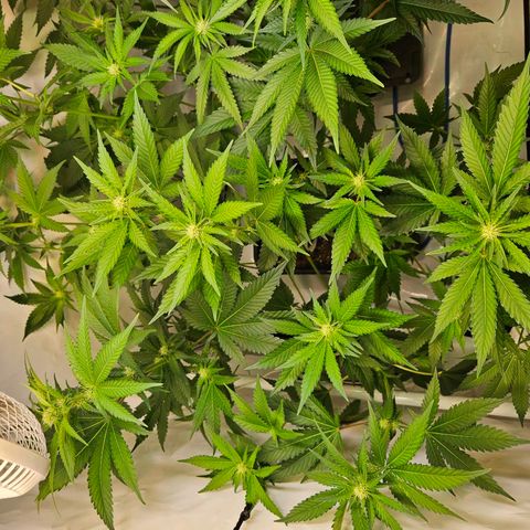 Mandarin punch #1 growlog timeline photo