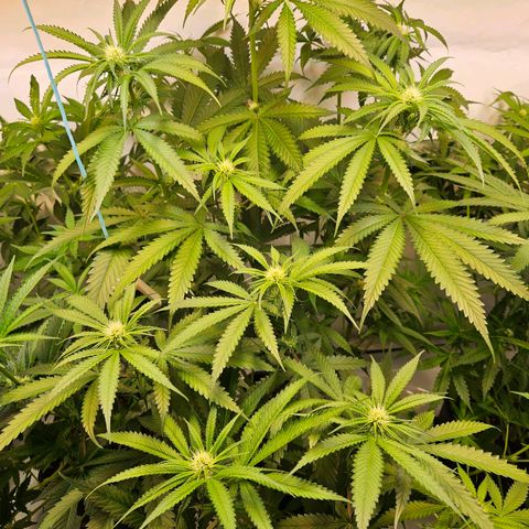 Purple Bud growlog timeline photo