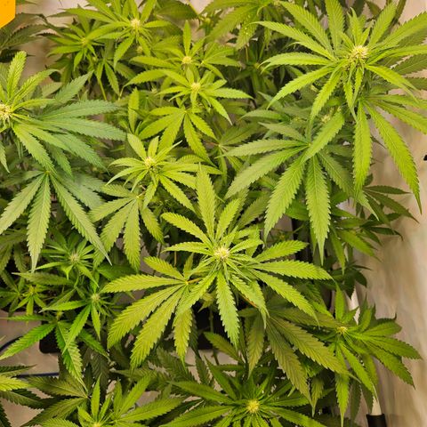 Mandarin punch #2 growlog timeline photo