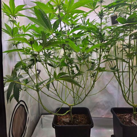 Mandarin punch #1 growlog timeline photo