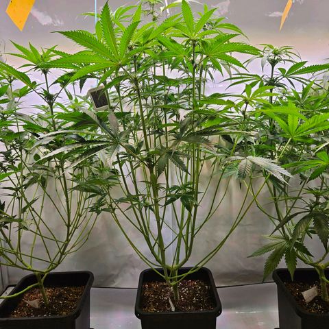 Purple Bud growlog timeline photo