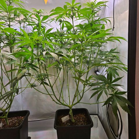 Mandarin punch #2 growlog timeline photo