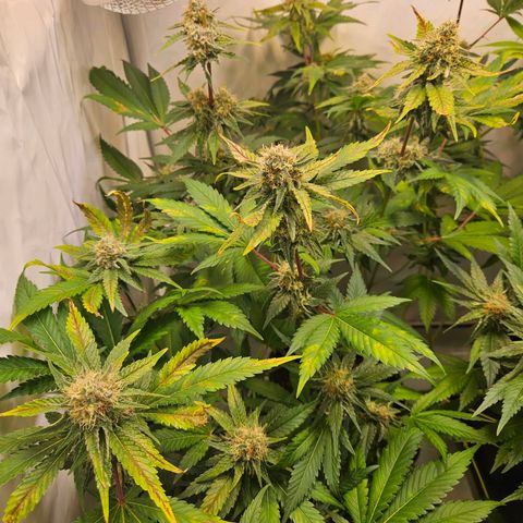 Mandarin punch #1 growlog timeline photo