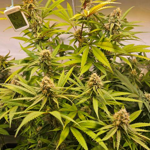 Purple Bud growlog timeline photo