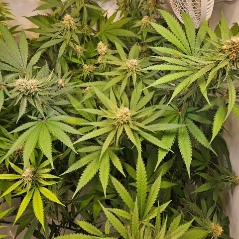 Mandarin punch #2 growlog timeline photo