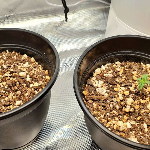 Speakeasy Sidecar Auto Front Pot X growlog timeline photo