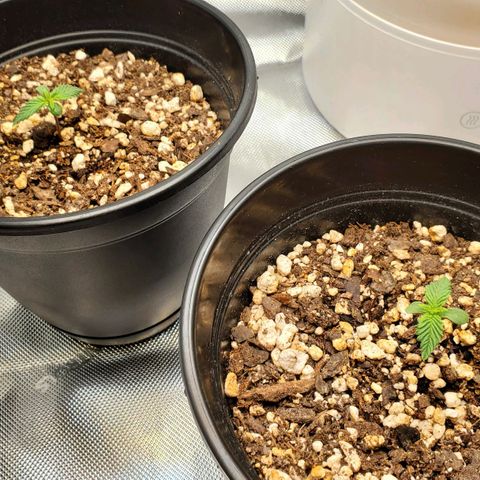 Speakeasy Sidecar Auto Front Pot X growlog timeline photo