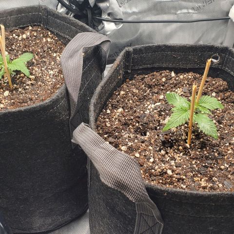 Speakeasy Sidecar Auto Front Pot X growlog timeline photo