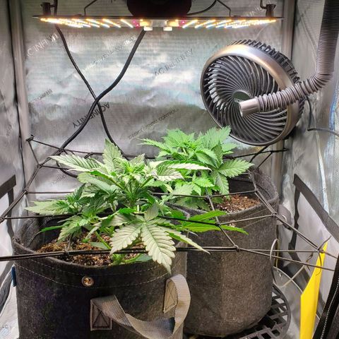 Speakeasy Sidecar Auto Front Pot X growlog timeline photo