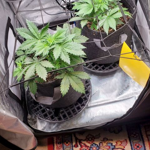 Speakeasy Sidecar Auto Front Pot X growlog timeline photo