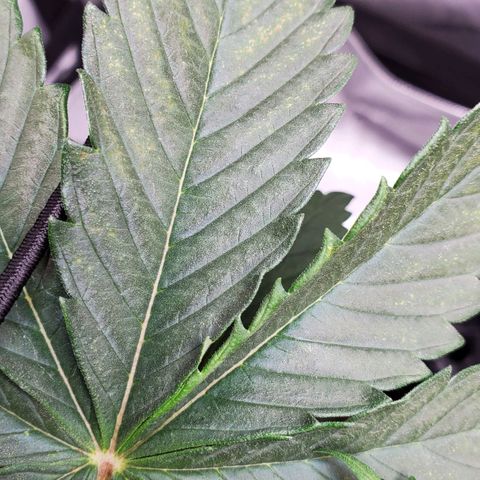Speakeasy Sidecar Auto Front Pot X growlog timeline photo