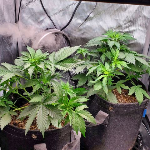 Speakeasy Sidecar Auto Front Pot X growlog timeline photo