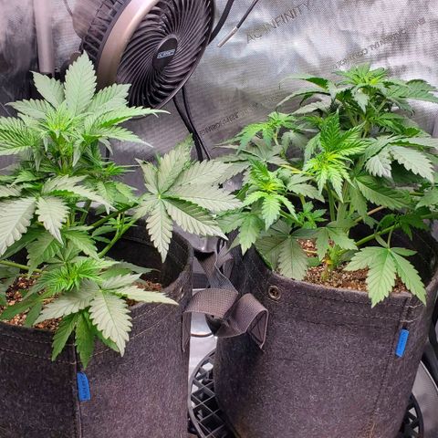 Speakeasy Sidecar Auto Front Pot X growlog timeline photo