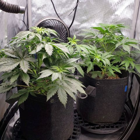 Speakeasy Sidecar Auto Front Pot X growlog timeline photo