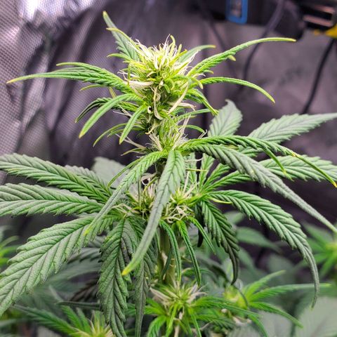 Speakeasy Sidecar Auto Front Pot X growlog timeline photo