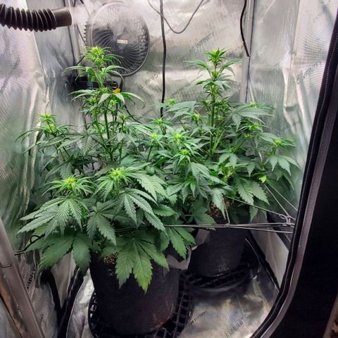 Speakeasy Sidecar Auto Front Pot X growlog timeline photo