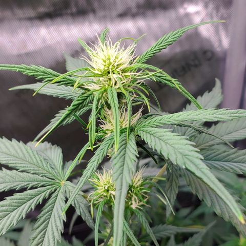 Speakeasy Sidecar Auto Front Pot X growlog timeline photo
