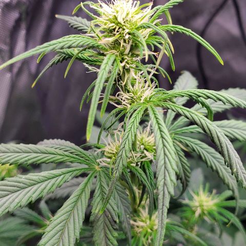 Speakeasy Sidecar Auto Front Pot X growlog timeline photo