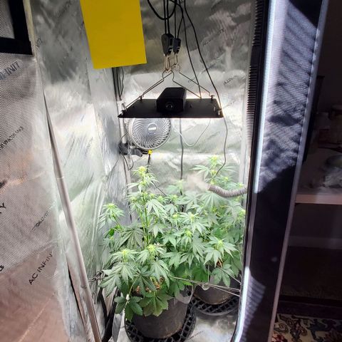 Speakeasy Sidecar Auto Front Pot X growlog timeline photo