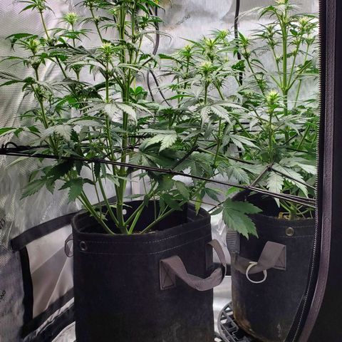 Speakeasy Sidecar Auto Front Pot X growlog timeline photo