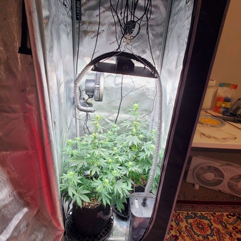 Speakeasy Sidecar Auto Front Pot X growlog timeline photo