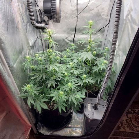 Speakeasy Sidecar Auto Front Pot X growlog timeline photo