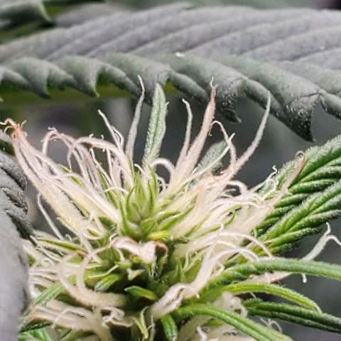 Speakeasy Sidecar Auto Front Pot X growlog timeline photo