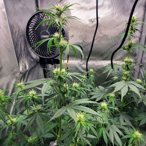 Speakeasy Sidecar Auto Front Pot X growlog timeline photo